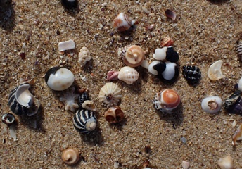 Seashells